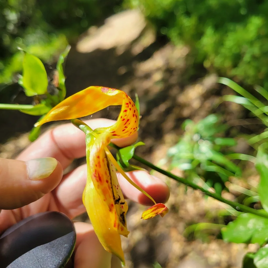 Lilium Humboldtii