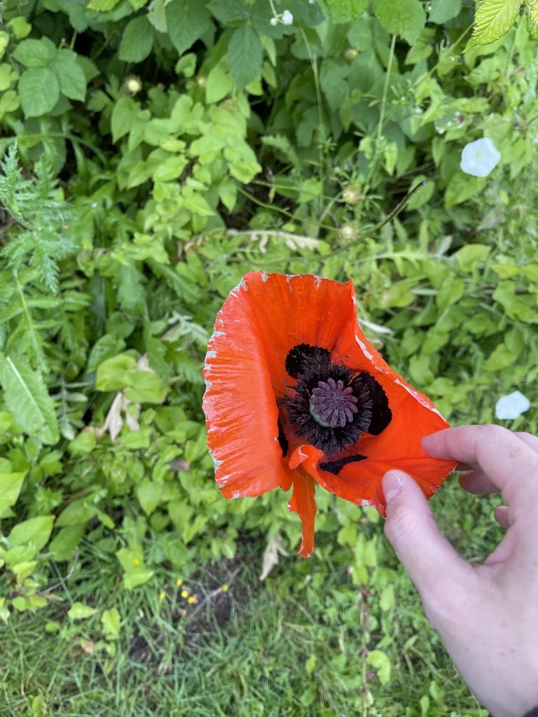 Papaver Orientale