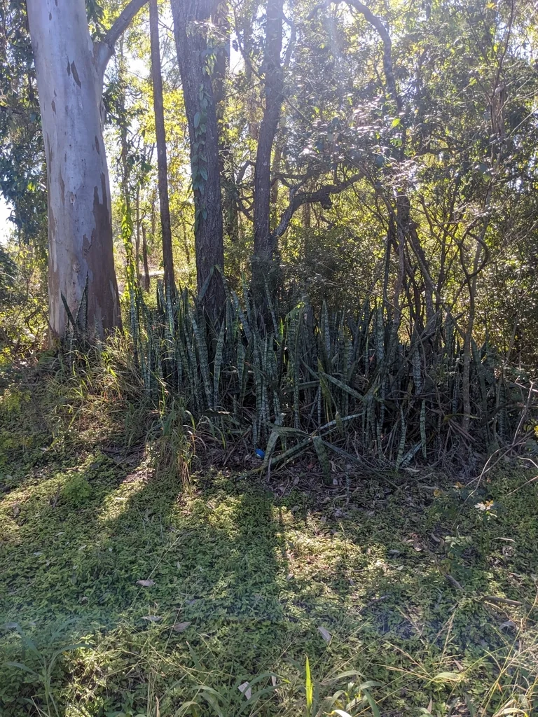 Sansevieria Trifasciata