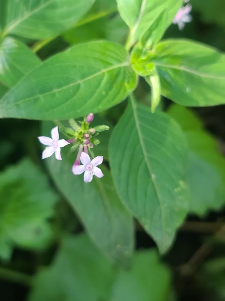 Pentas lanceolata