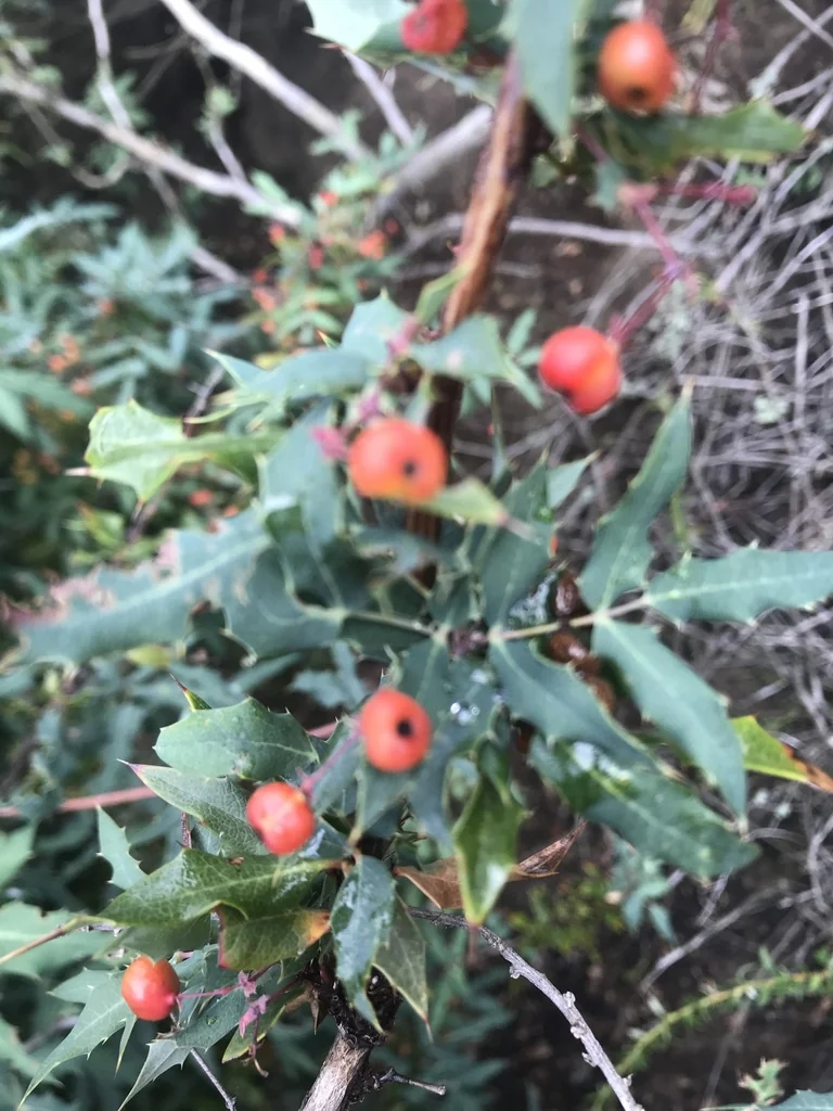 Berberis Nevinii