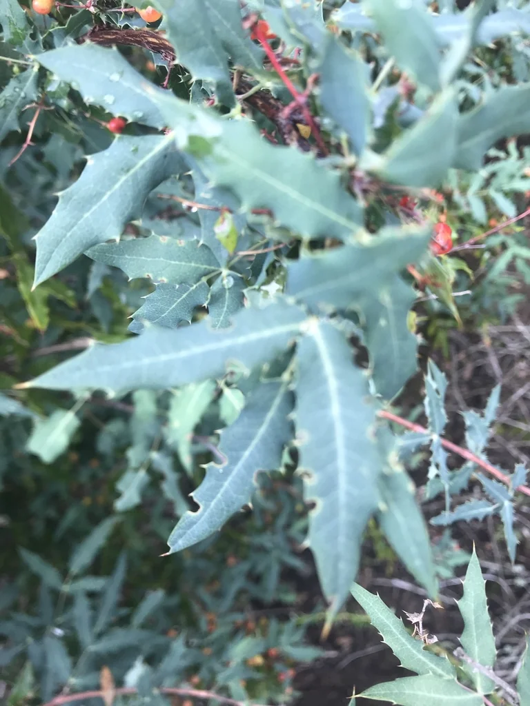 Berberis Nevinii