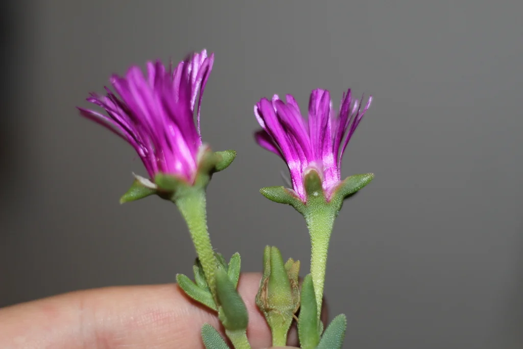Delosperma Cooperi