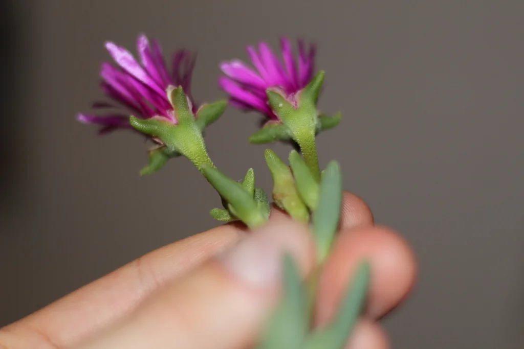 Delosperma Cooperi