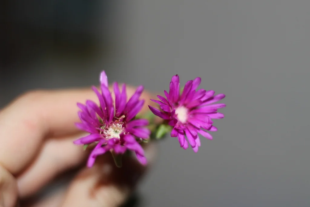 Delosperma Cooperi
