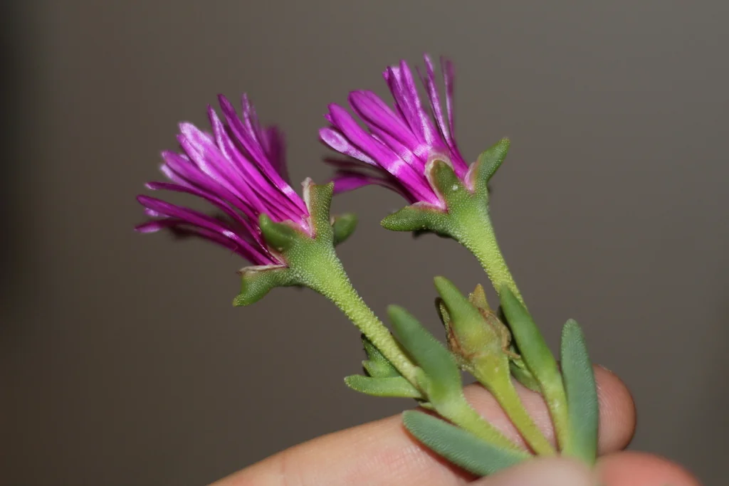 Delosperma Cooperi