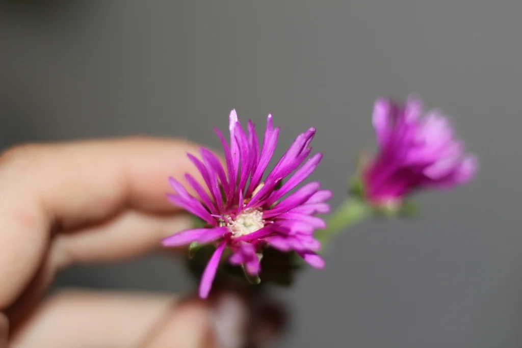 Delosperma Cooperi
