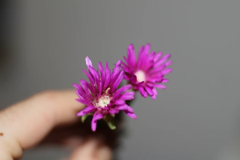 Delosperma Cooperi