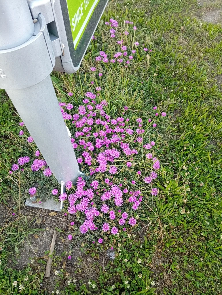 Delosperma Cooperi