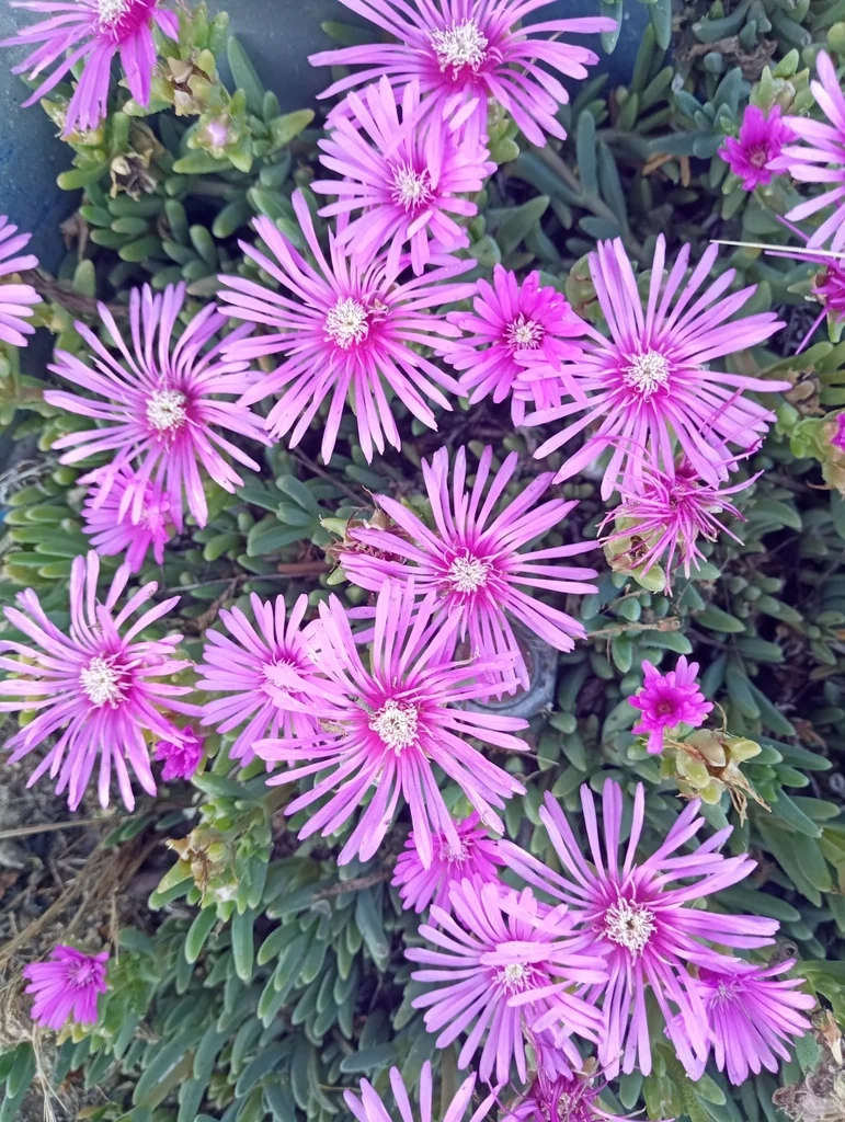 Delosperma Cooperi