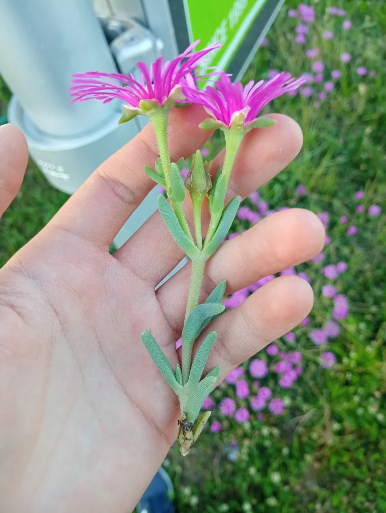 Delosperma Cooperi