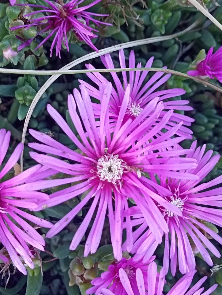 Delosperma Cooperi