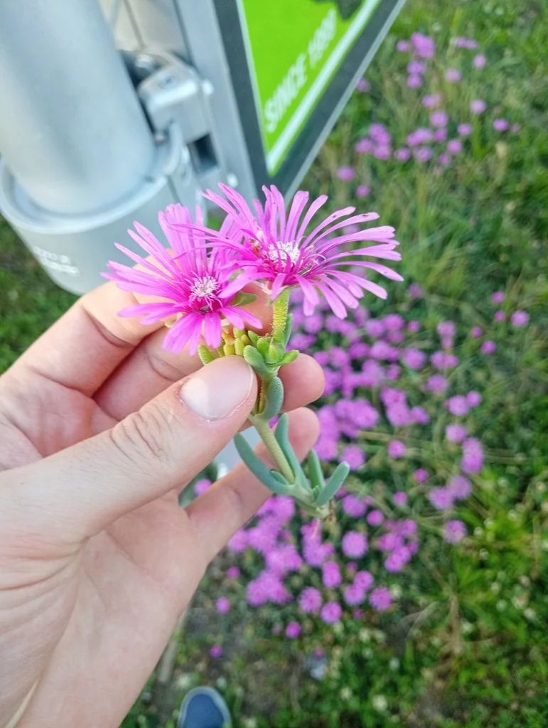Delosperma Cooperi