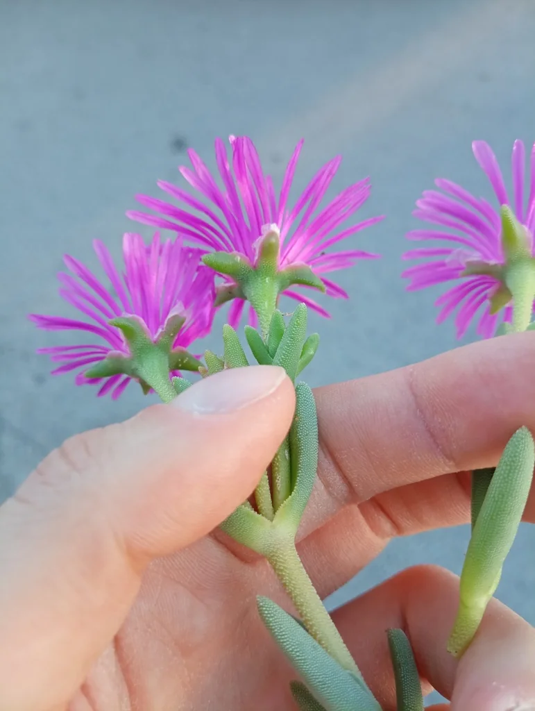 Delosperma Cooperi