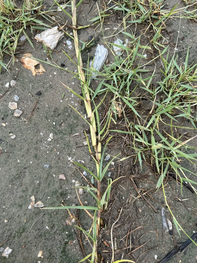 Paspalum vaginatum