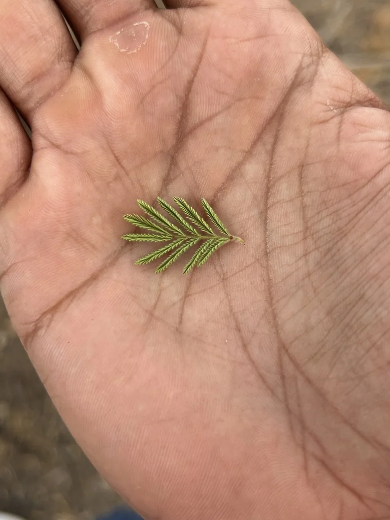 Acacia Schaffneri