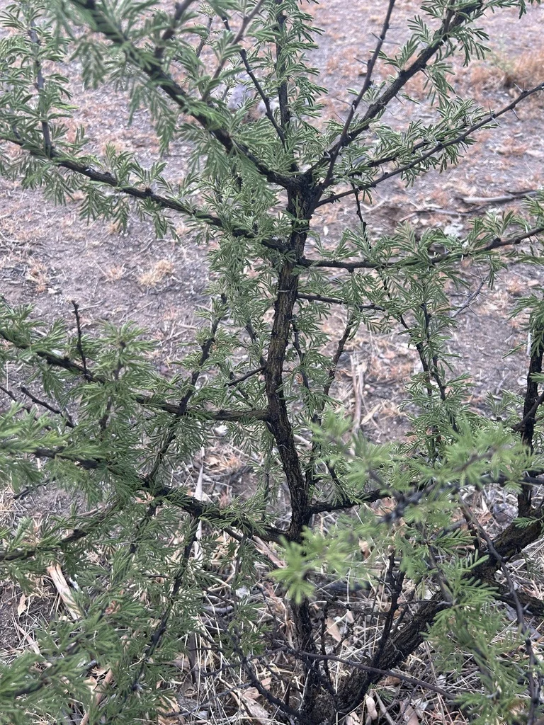 Acacia Schaffneri