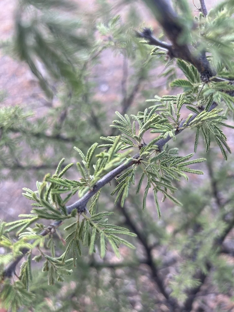 Acacia Schaffneri