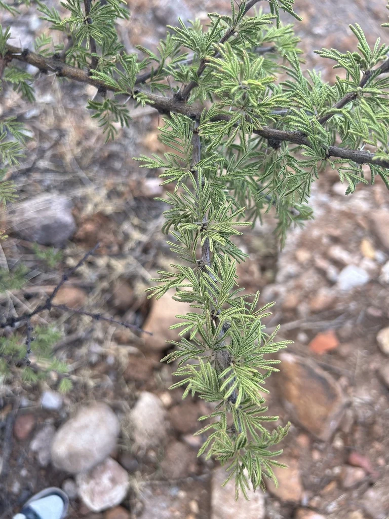 Acacia Schaffneri