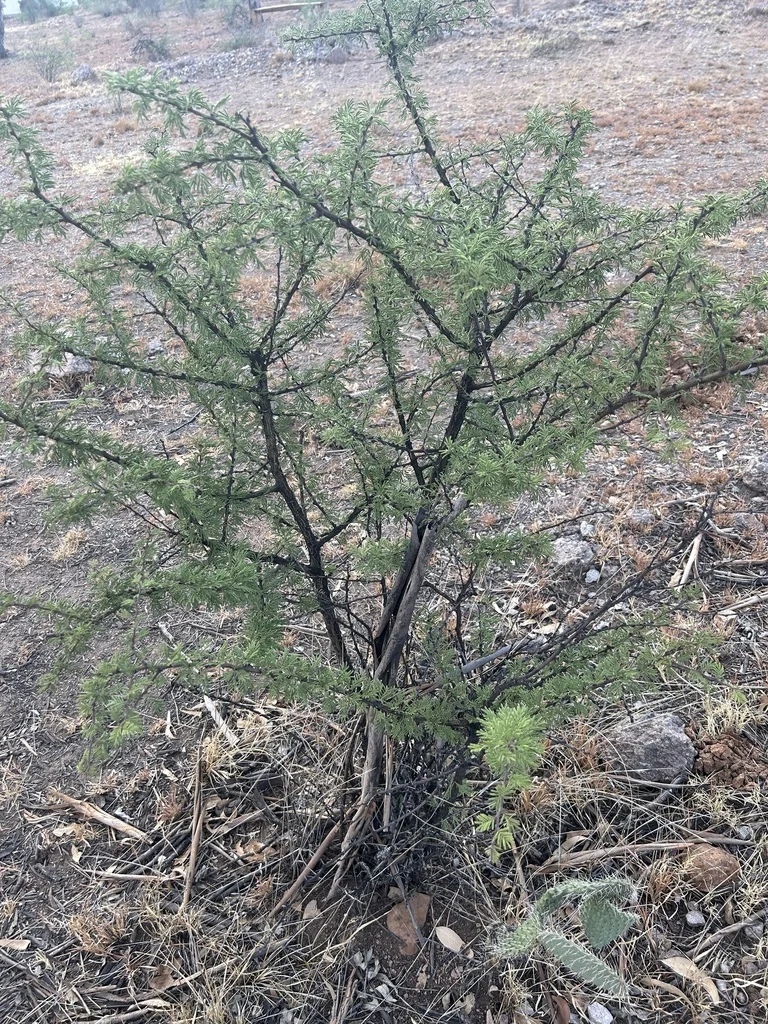 Acacia Schaffneri