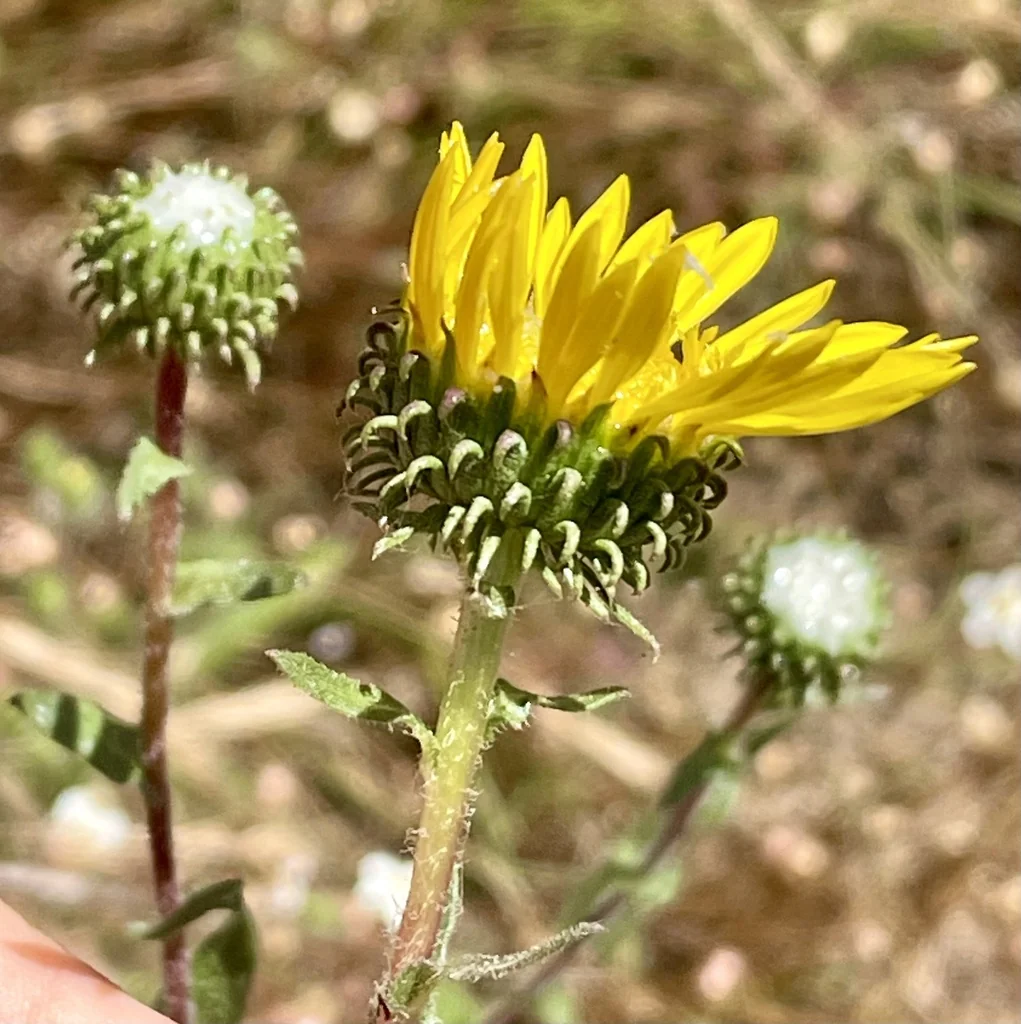 Grindelia Hirsutula