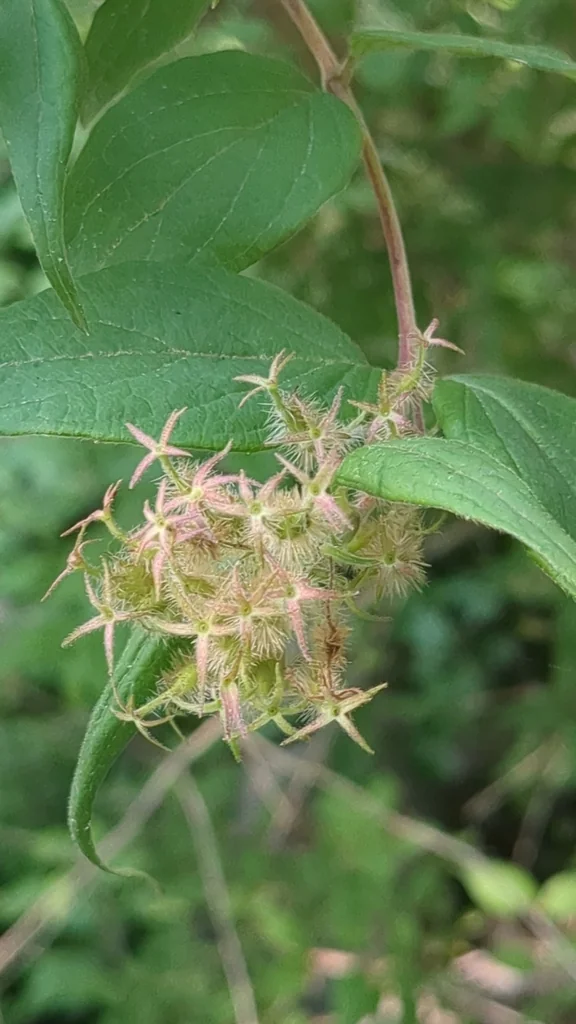 Kolkwitzia Amabilis