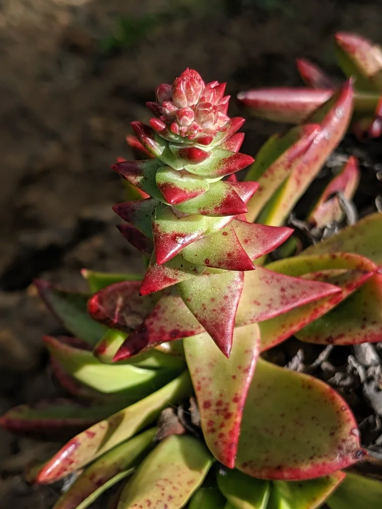 Dudleya Palmeri