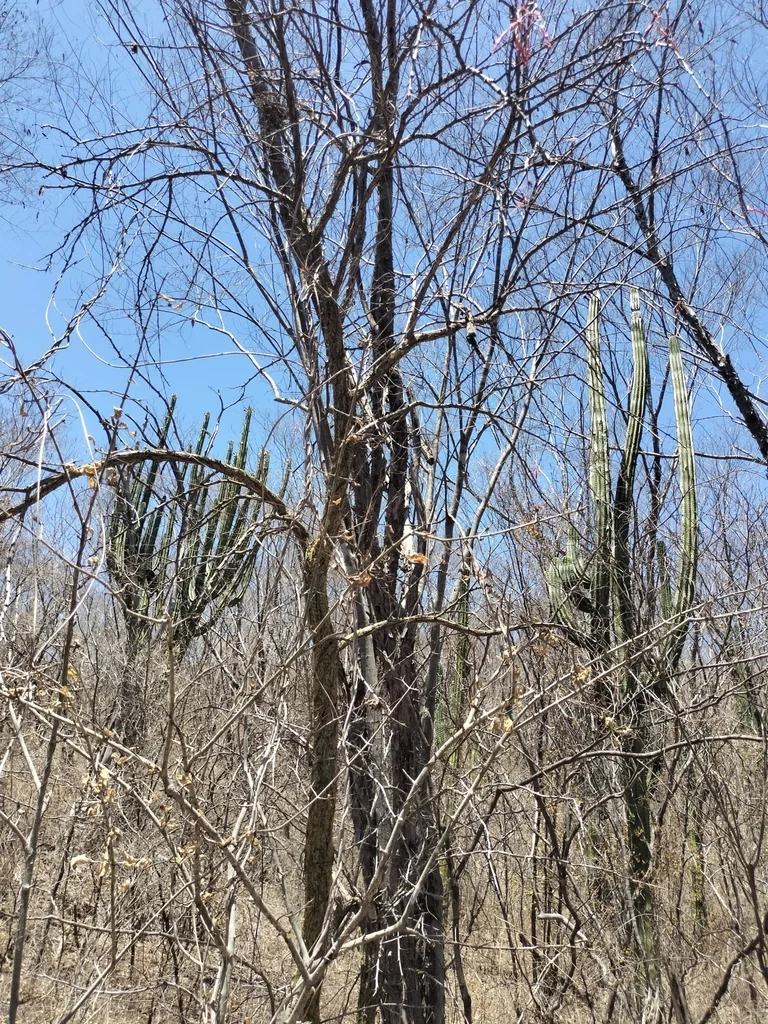 Fouquieria Macdougalii
