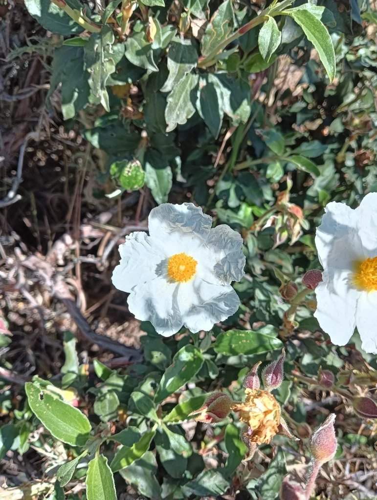 Cistus Laurifolius