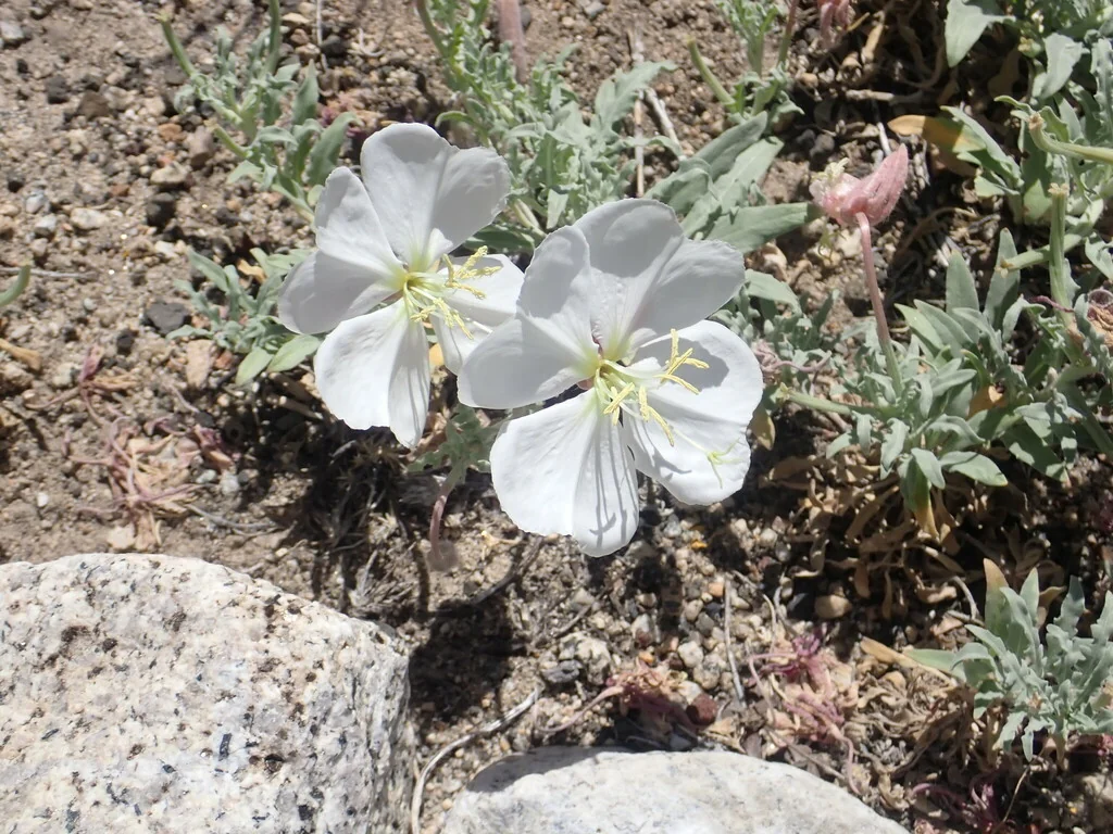 Oenothera californica
