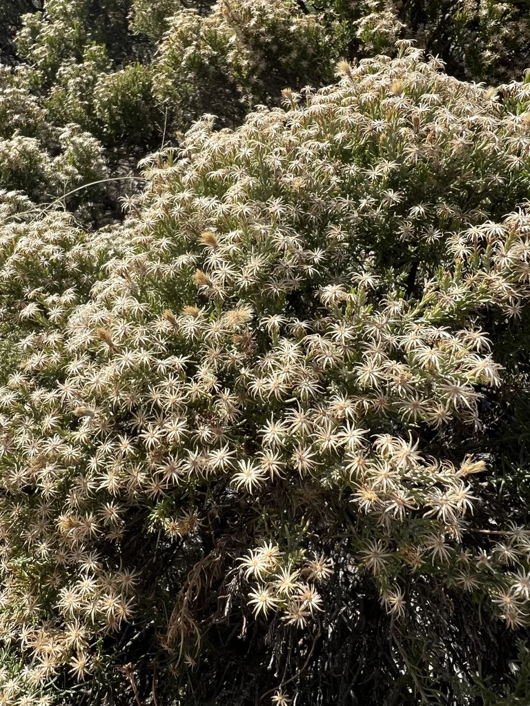 Ericameria Laricifolia