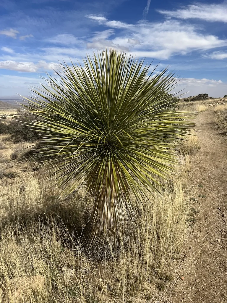 Yucca Elata