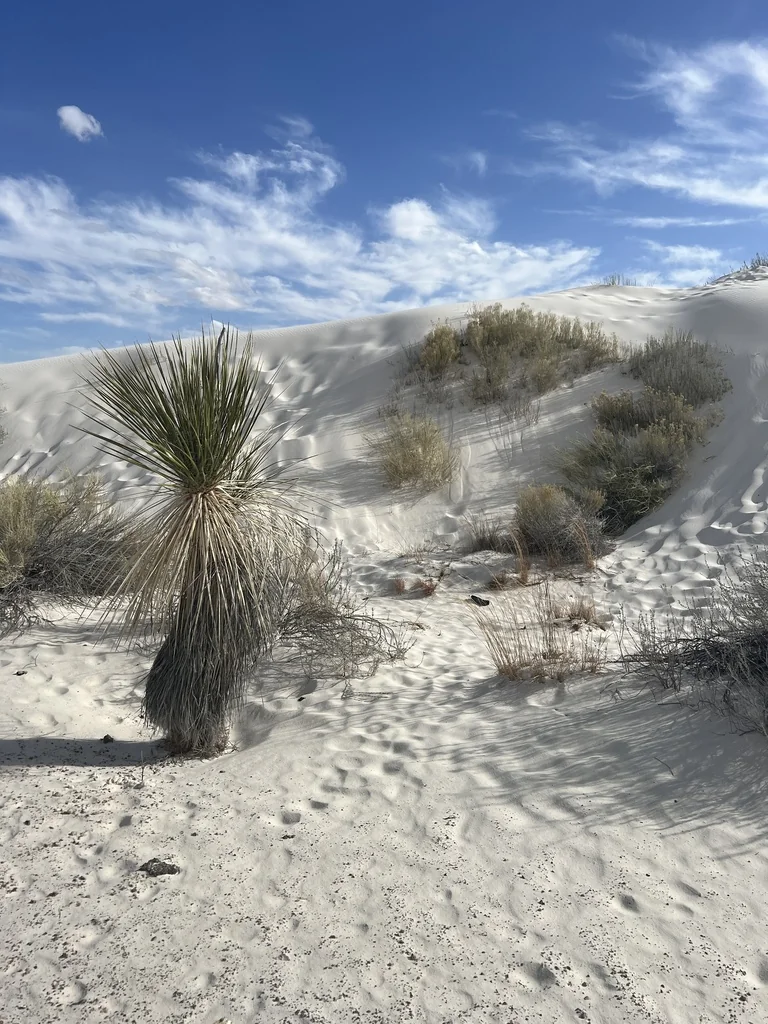 Yucca Elata