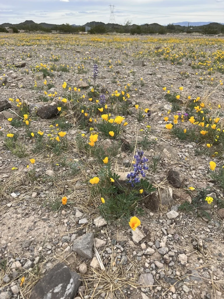 Eschscholzia Mexicana