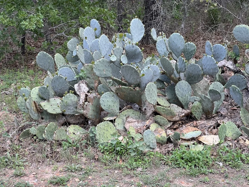 Opuntia Lindheimeri