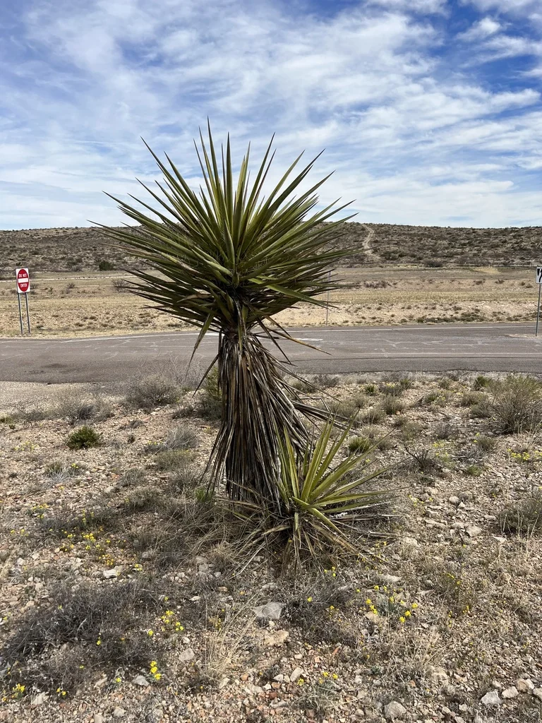 Yucca Torreyi