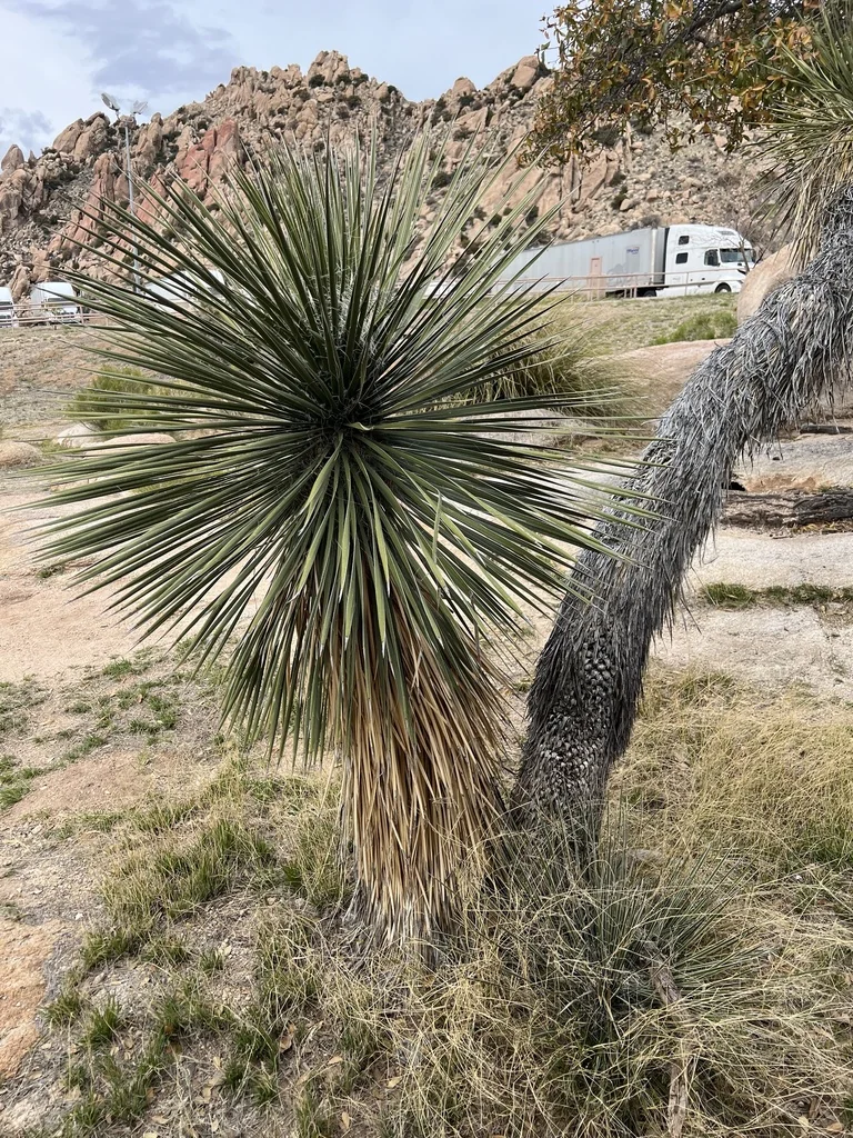 Yucca Elata
