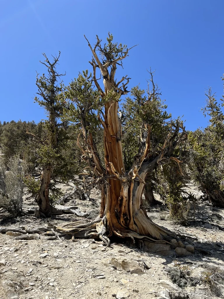 Pinus Longaeva