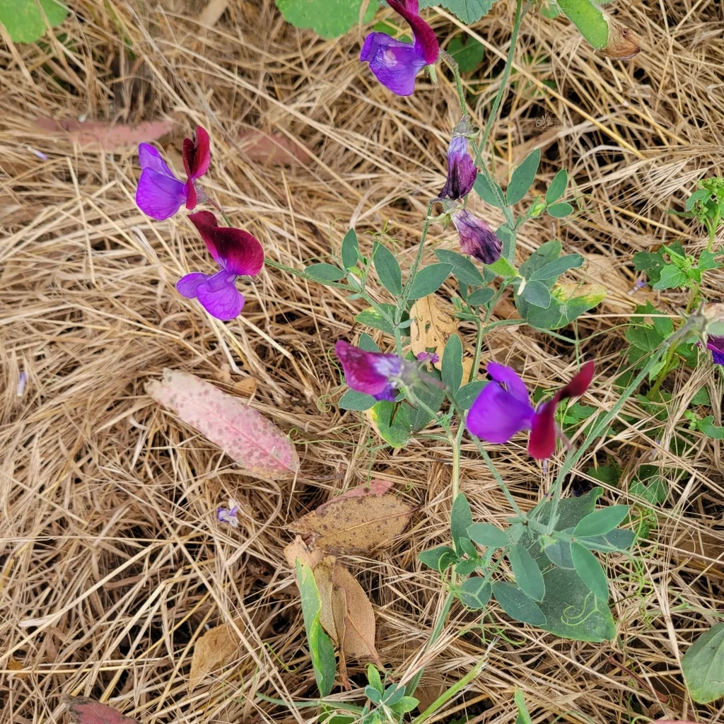 Lathyrus Odoratus