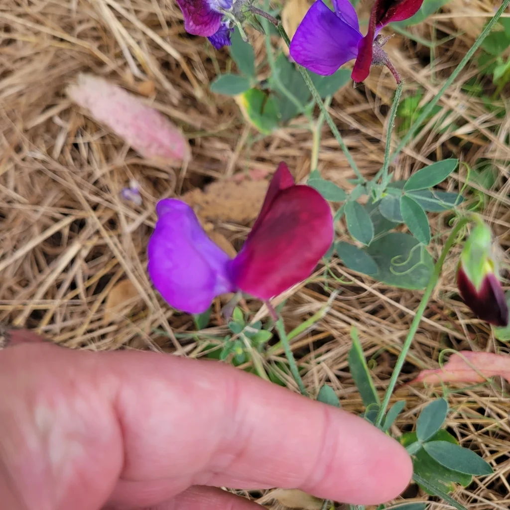 Lathyrus Odoratus