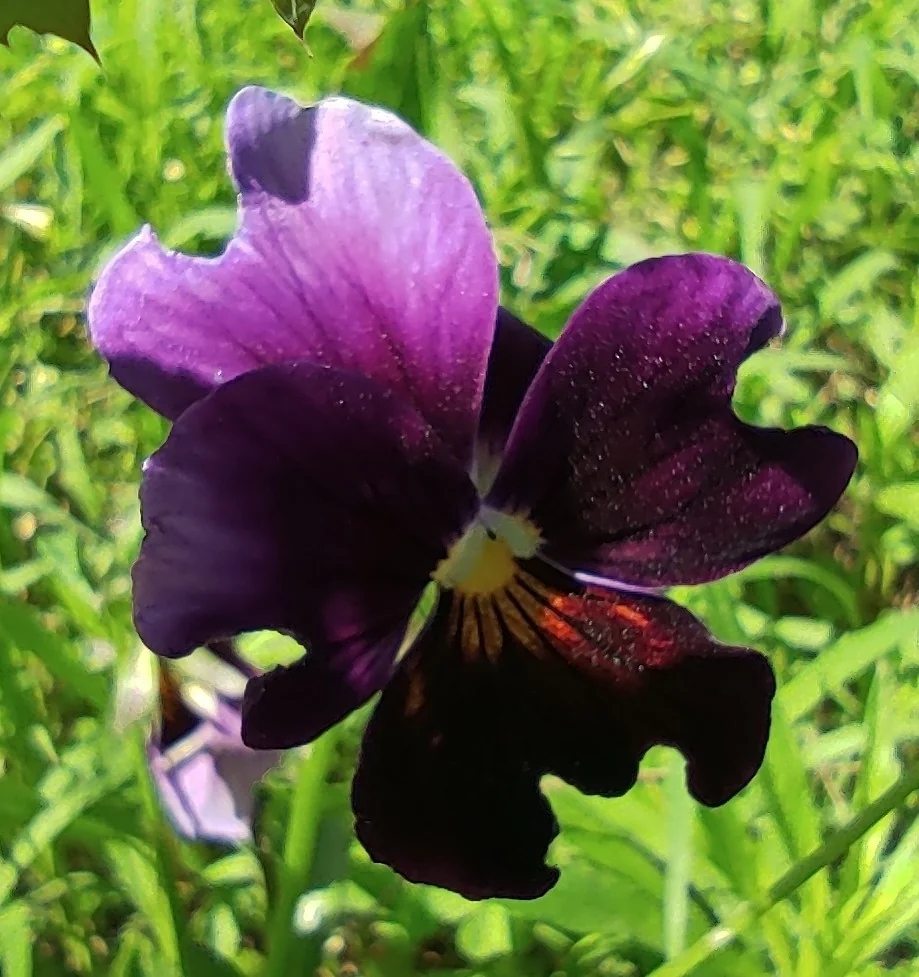 Viola X Wittrockiana
