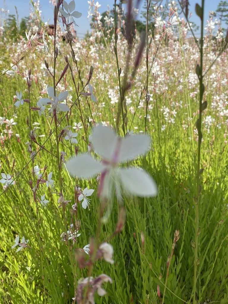 Oenothera lindheimeri