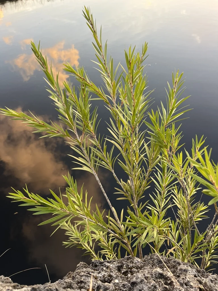 Callistemon Viminalis