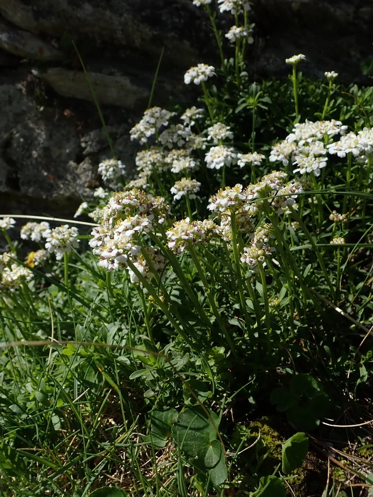 Iberis Sempervirens