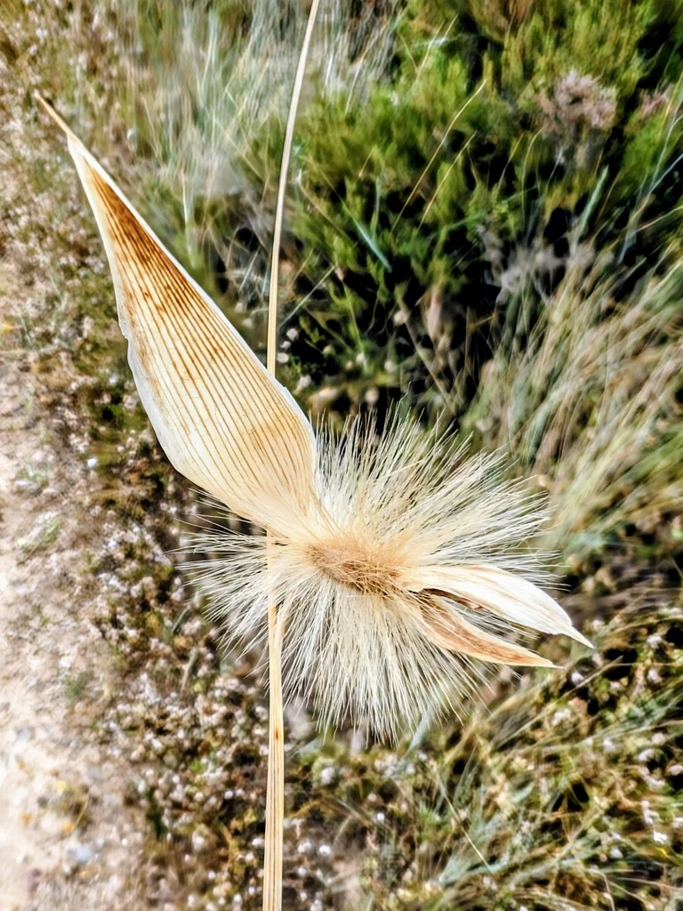 Lygeum Spartum