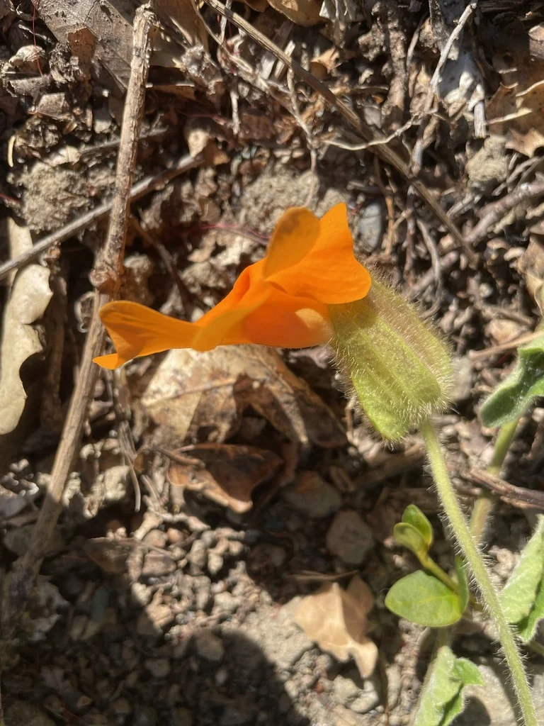 Thunbergia Gregorii