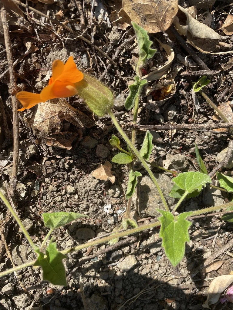 Thunbergia Gregorii