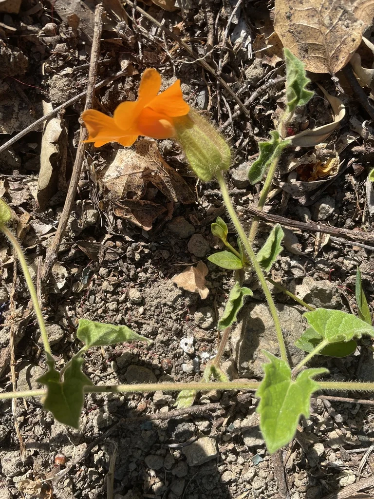Thunbergia Gregorii