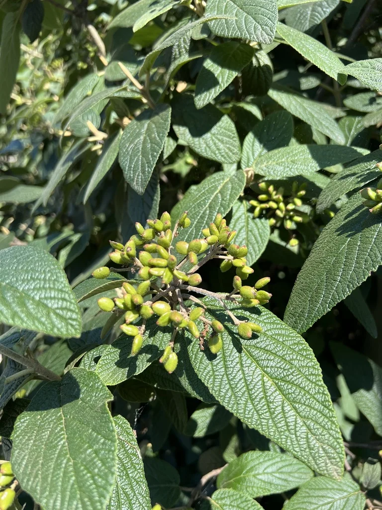 Viburnum Rhytidophyllum
