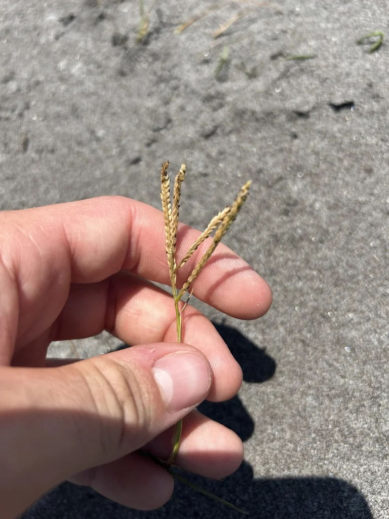 Paspalum vaginatum